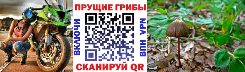магазин продажи   Зеленокумск  мега ТОР  Галлюциногенные грибы Cubensis 